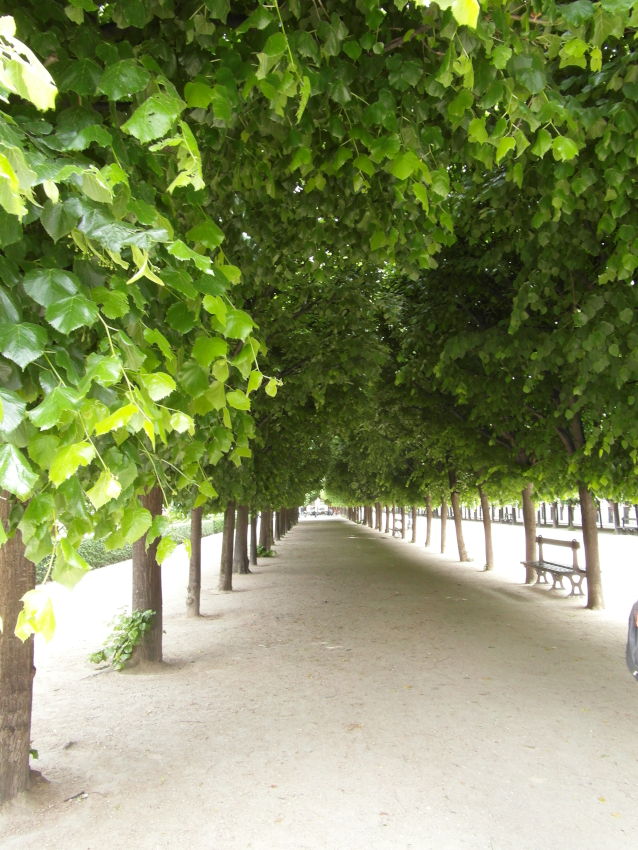 Une allée du jardin du Palais-Royal