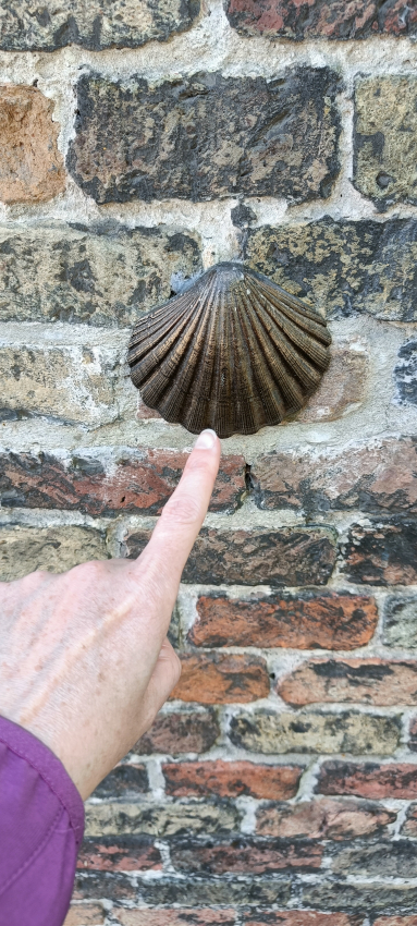 La Coquille Saint-Jacques, Notre-Dame de Potterie, Bruges